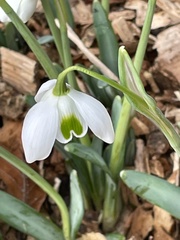 Galanthus × valentinei