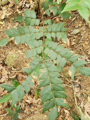 Archidendron clypearia