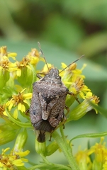 Podisus serieventris