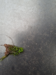 Ptychostomum capillare