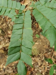 Archidendron clypearia