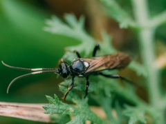 Ichneumoninae