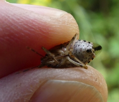 Podisus serieventris