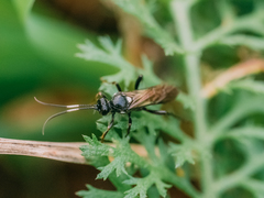 Ichneumoninae