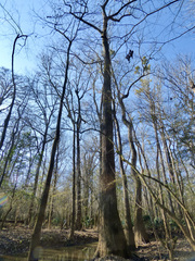 Populus heterophylla