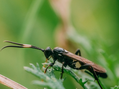 Ichneumoninae