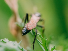 Ichneumoninae