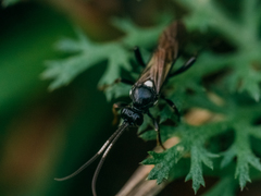 Ichneumoninae