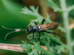 Ichneumoninae