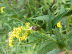 Podisus serieventris
