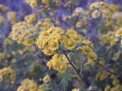 Chrysanthemum lavandulifolium