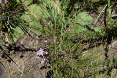 Selago trauseldii