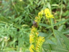 Podisus serieventris