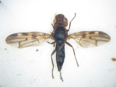 Otites nebulosa