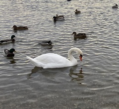 Cygnus olor