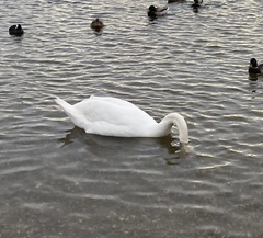 Cygnus olor