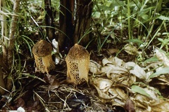 Phallus haitangensis