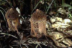Phallus haitangensis