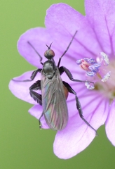 Empis pennipes