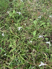 Rhynchospora colorata