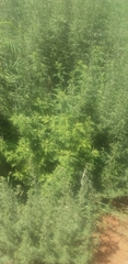 Artemisia afra