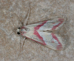 Mojaviodes blanchardae