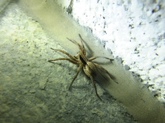 Alopecosa licenti