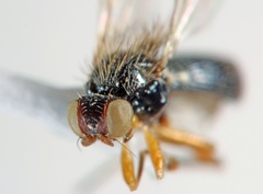 Anatrichus erinaceus