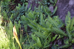 Blechnum inflexum