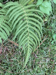 Pelazoneuron kunthii