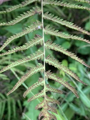 Pelazoneuron kunthii