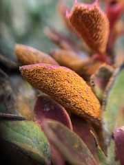 Puccinia magellanica