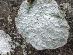 Phlyctis petraea
