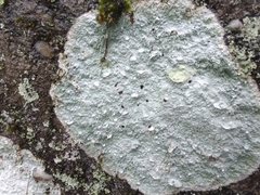 Phlyctis petraea