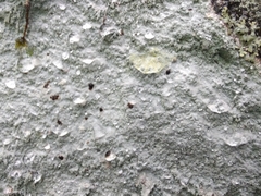 Phlyctis petraea
