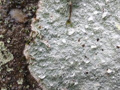 Phlyctis petraea