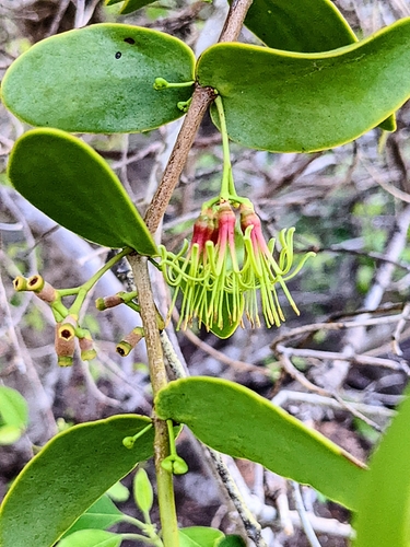 Amyema benthamii (Amyema benthamii)