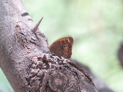 Haywardella edmondsii