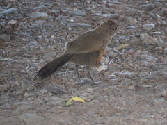 Rhinocrypta lanceolata