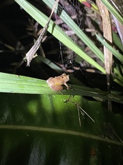 Pristimantis parvillus