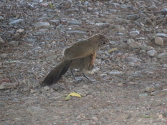 Rhinocrypta lanceolata