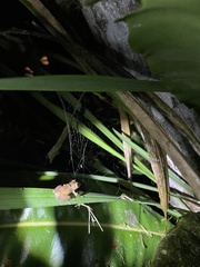 Pristimantis parvillus