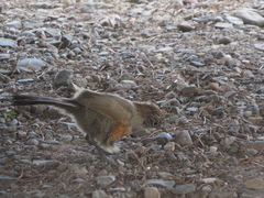 Rhinocrypta lanceolata