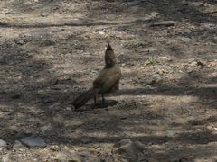 Rhinocrypta lanceolata