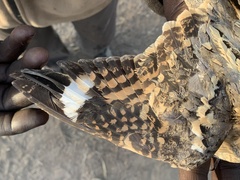 Caprimulgus climacurus