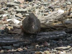 Rhinocrypta lanceolata