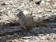 Rhinocrypta lanceolata