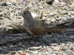 Rhinocrypta lanceolata