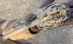 Caprimulgus climacurus