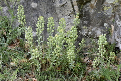 Alyssoides utriculata